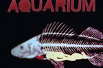 155_aquarium300